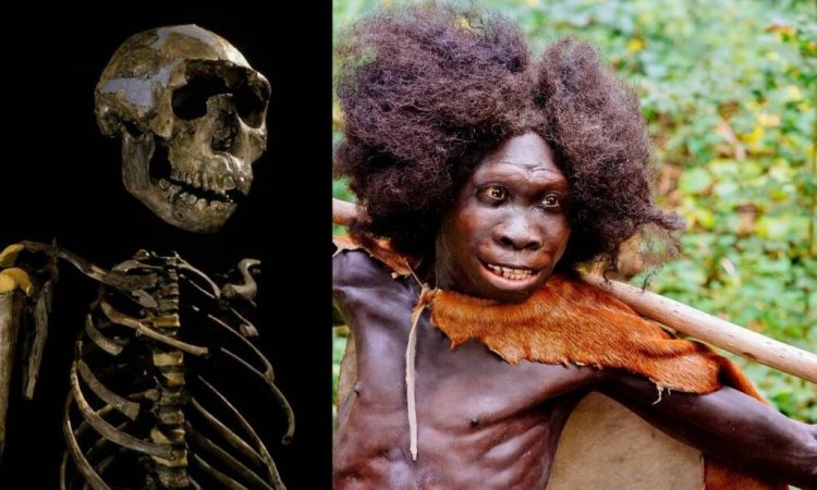 Turkana Boy